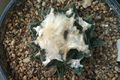 Ariocarpus bravoanus ssp. hintonii 4.jpg