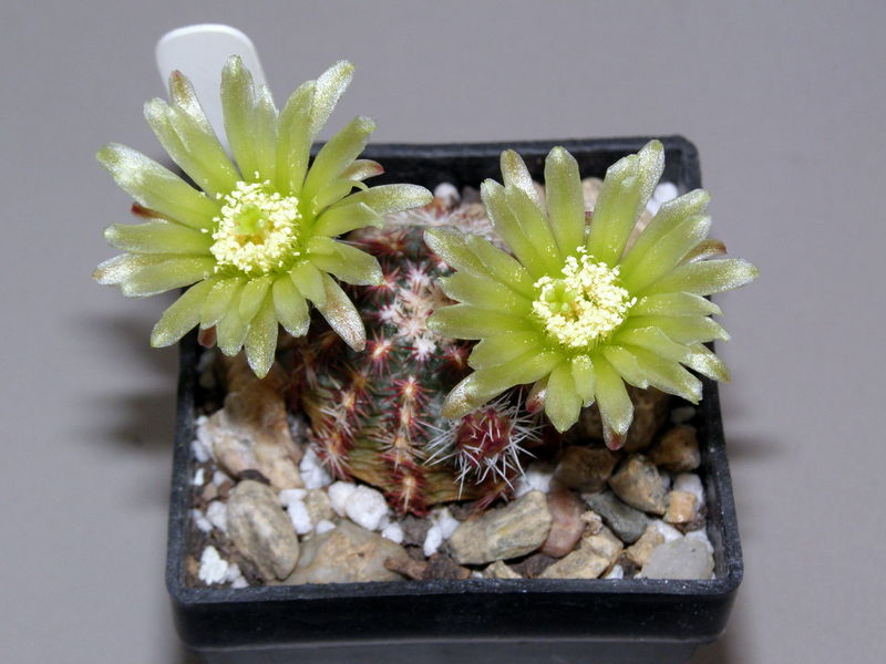 Файл:Echinocereus viridiflorus ssp. viridiflorus.JPG