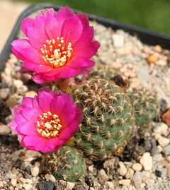 Rebutia steinbachii ssp. steinbachii.jpg
