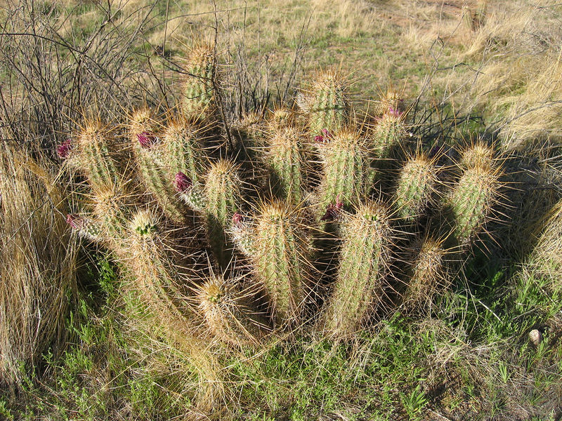 Файл:Echinocereus apachensis 1h.jpg