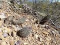 Echinopsis bridgesii ssp. bridgesii 1.JPG