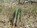 Echinopsis rhodotricha ssp. rhodotricha 1.JPG