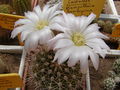 Echinopsis spiniflora 3.jpg