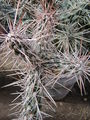 Cylindropuntia californica var. rosarica.jpg