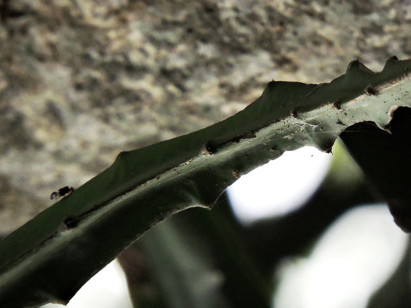 Файл:Hylocereus stenopterus.jpg