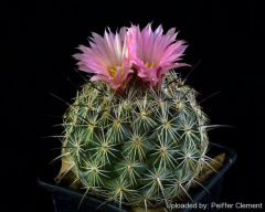 Coryphantha pseudoechinus 3.jpg