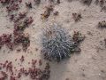 Ferocactus fordii 1h.jpg