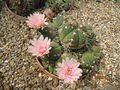 Gymnocalycium horstii ssp. buenekeri 01.jpg