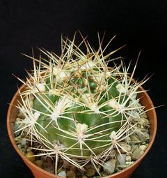 Rebutia neocumingii ssp. lanata.jpg