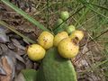 Tacinga inamoena ssp. inamoena 3.JPG