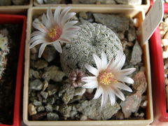 Mammillaria pectinifera ssp. pectinifera 1.JPG