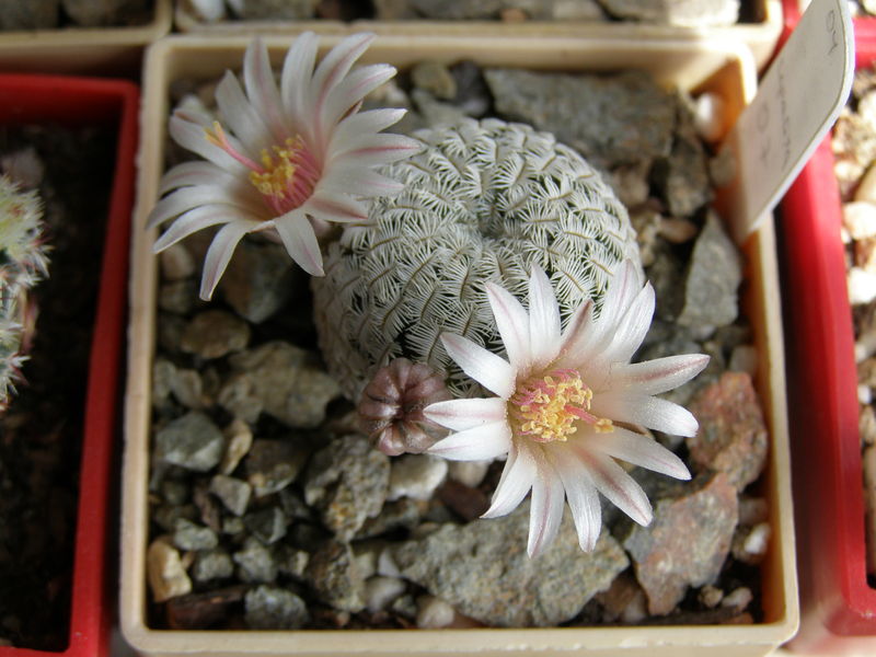 Файл:Mammillaria pectinifera ssp. pectinifera 1.JPG