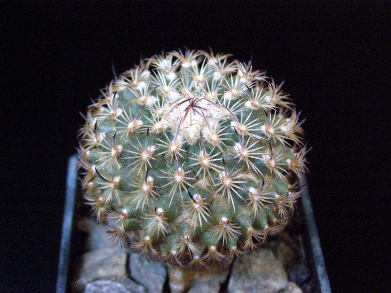 Файл:Turbinicarpus saueri ssp. nelissae var. ysabelae.JPG