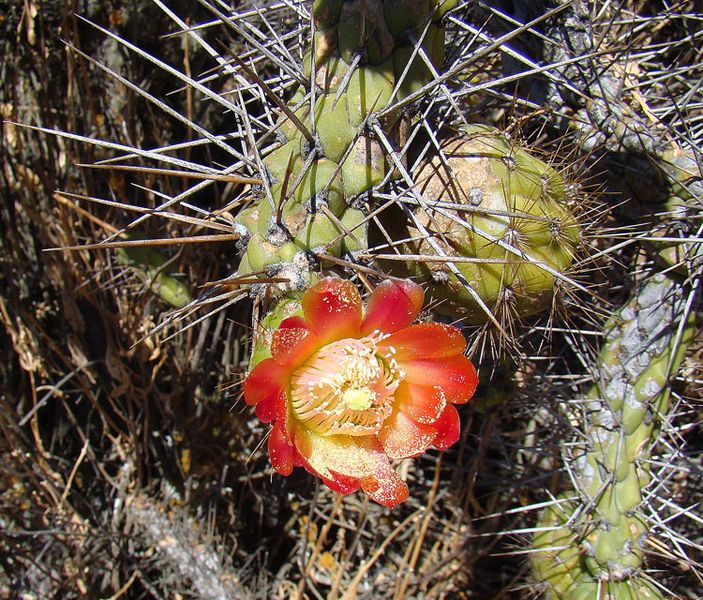 Файл:Austrocylindropuntia subulata exaltata 6.jpg