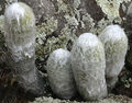 Espostoa melanostele ssp. nana 4.jpg
