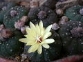Frailea castanea 5.jpg