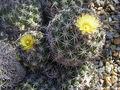 Coryphantha bumamma 04.jpg
