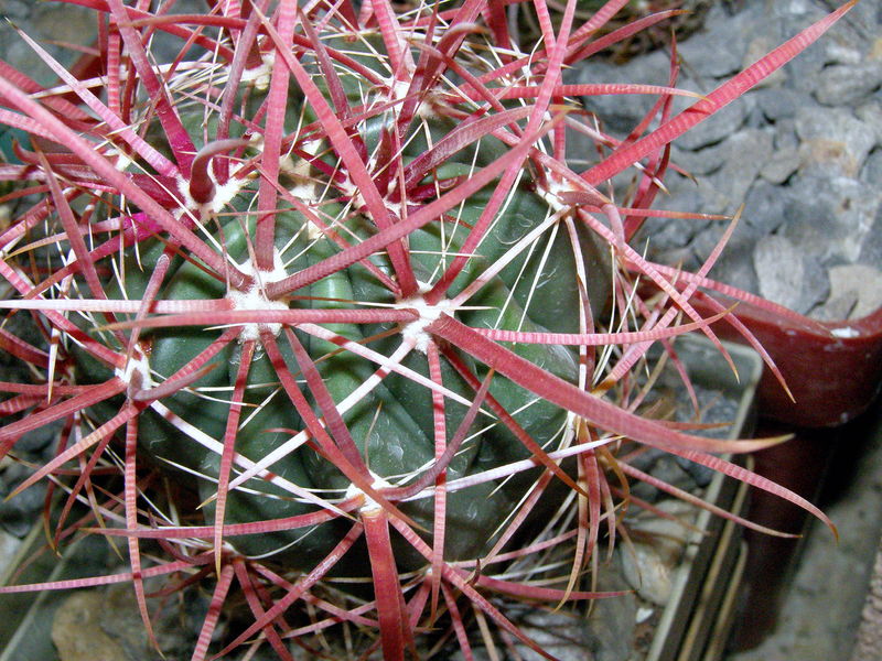 Файл:Ferocactus cylindraceus ssp. lecontei 2.JPG