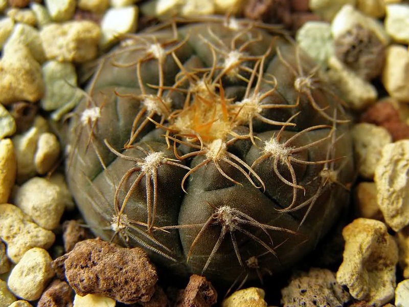 Файл:Gymnocalycium taningaense 1.jpg