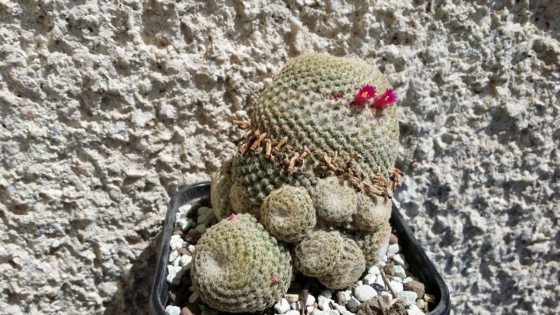 Файл:Mammillaria crucigera ssp. tlalocii 2.jpg