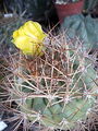 Rebutia fidana ssp. cintiensis 2.jpg
