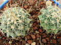 Mammillaria melanocentra ssp. rubrograndis 2.jpg