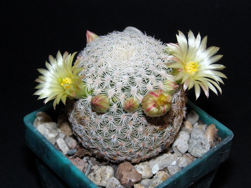 Файл:Mammillaria pectinifera ssp. solisioides 2.JPG