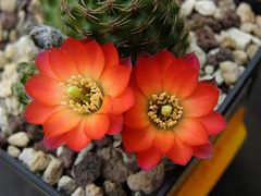 Rebutia pygmaea.jpg