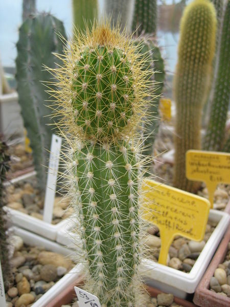 Файл:Arrojadoa rhodantha 2.jpg