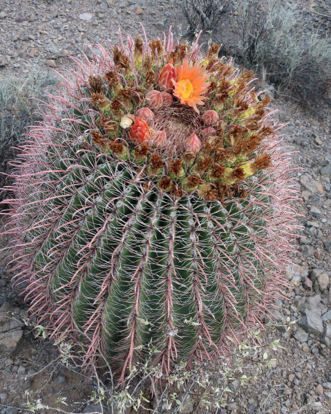 Файл:Ferocactus wislizeni 72h.jpg