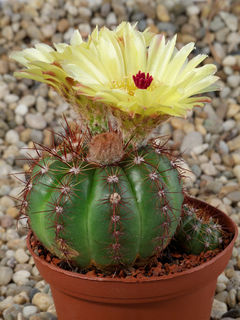 Parodia ottonis ssp. horstii b.jpg