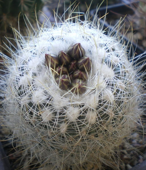 Файл:Turbinicarpus saueri ssp. knuthianus 4.jpg