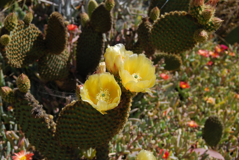 Файл:Opuntia microdasys 1.jpg