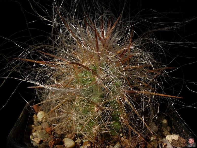 Файл:Oreocereus celsianus.jpg