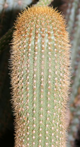 Файл:Pilosocereus multicostatus F.Ritter.jpg