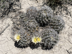 Coryphantha hintoniorum ssp. hintoniorum 01.jpg