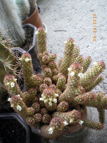 Файл:Mammillaria elongata 1 Калина.jpg
