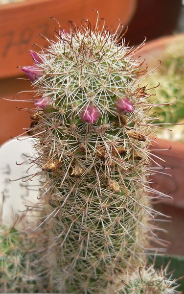 Файл:Mammillaria mazatlanensis 1.jpg