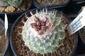 Strombocactus disciformis ssp. disciformis Exotica.jpg