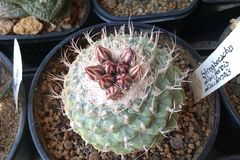 Strombocactus disciformis ssp. disciformis Exotica.jpg