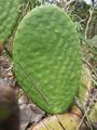 Tacinga inamoena ssp. inamoena 1.JPG