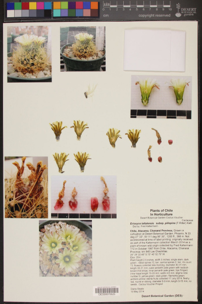 Файл:Eriosyce calderana DES79525.jpg