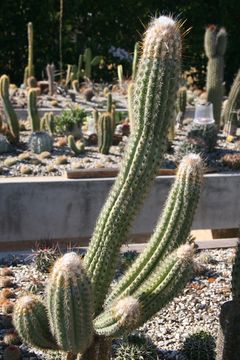Pilosocereus bohlei Hofacker vom Typstandort.jpg