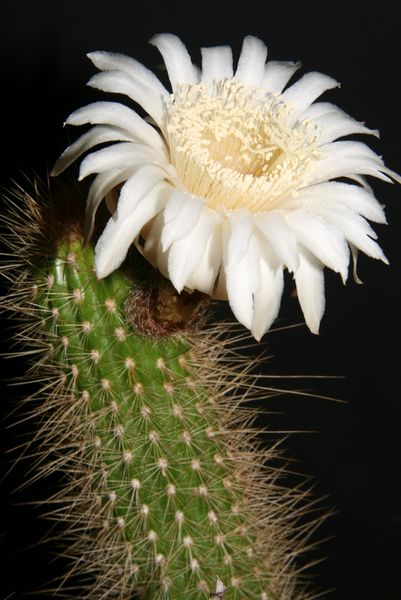 Файл:Arthrocereus spinosissimus 1.jpg