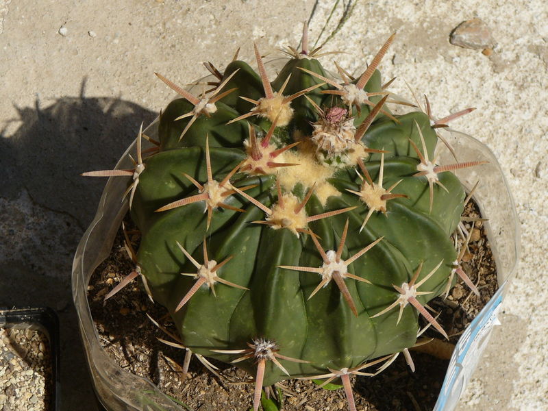 Файл:Echinocactus texensis 3.jpg