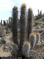 Echinopsis chiloensis ssp. litoralis 4.jpg
