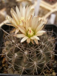 Eriosyce eriosyzoides ssp. eriosyzoides 4.jpg