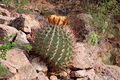 Ferocactus emoryi ssp. emoryi 6.jpg