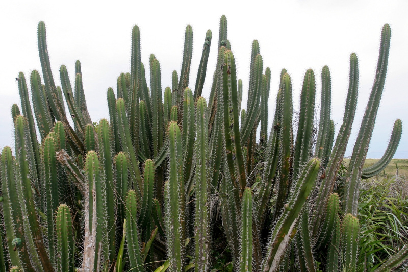 Файл:Pilosocereus brasilensis 1.jpg