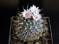 Turbinicarpus schmiedickeanus ssp. schwarzii 1.jpg